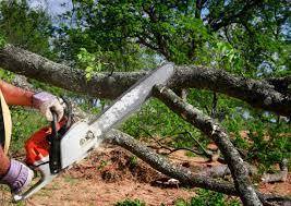 Best Palm Tree Trimming  in Pryor Creek, OK